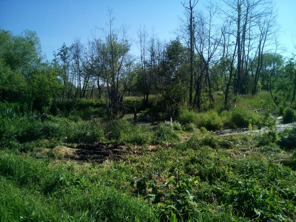 Река Чембулатка (Кайраклы),Исаклинский район: фотография № 2