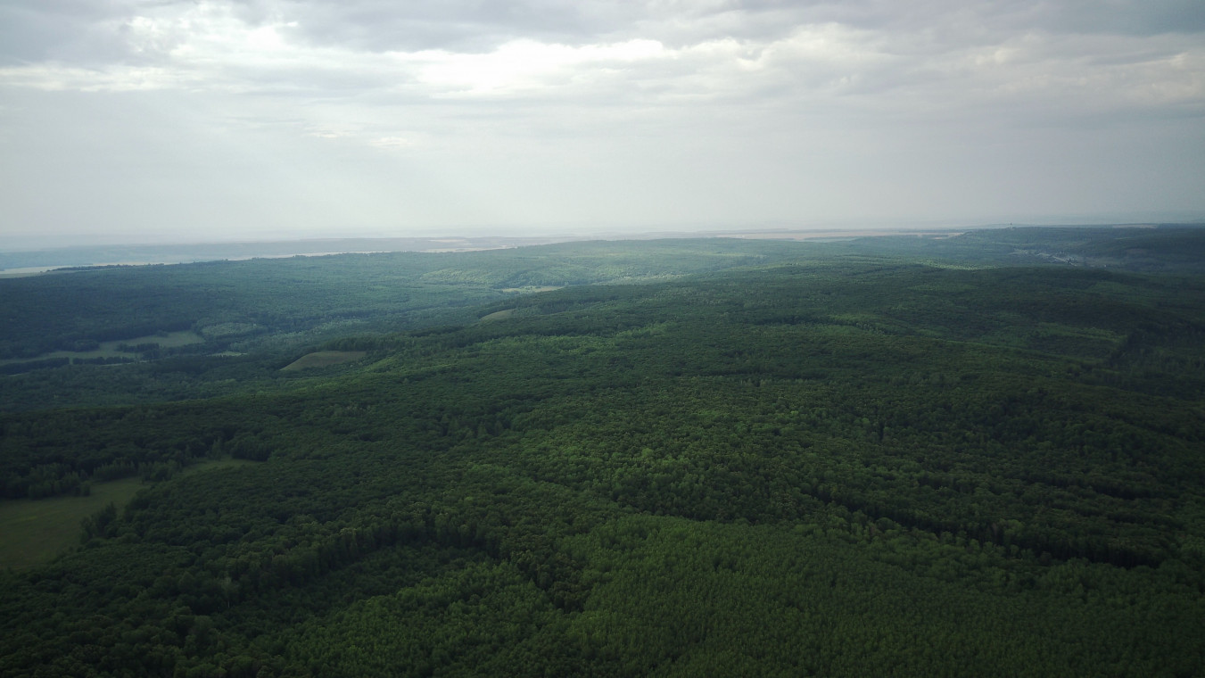 Лес Чембулат - микушкинская тенистая дубрава и липовый древостой,Исаклинский район: фотография № 5