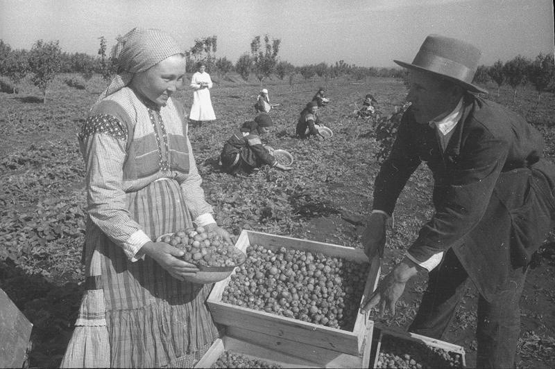 Куйбышевская область, колхоз &laquo;Новая жизнь&raquo;